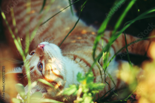 close up portraits of ginger orange cat enjoying the outdoors  