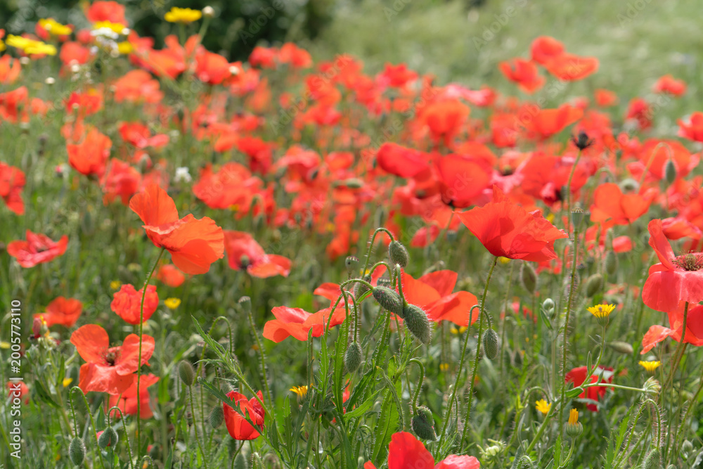 Fototapeta premium Campo de amapolas en primavera al sol del mediodía en rojo brillante