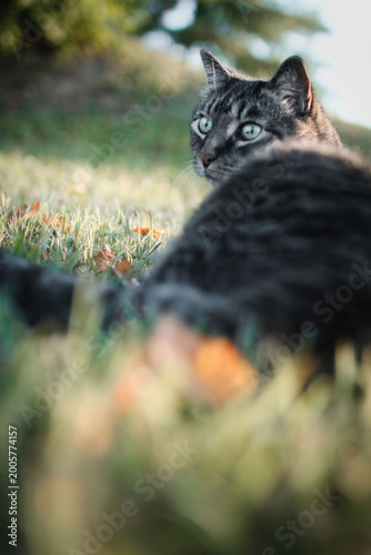 Tabby cat enjoying the outdoors on a farm