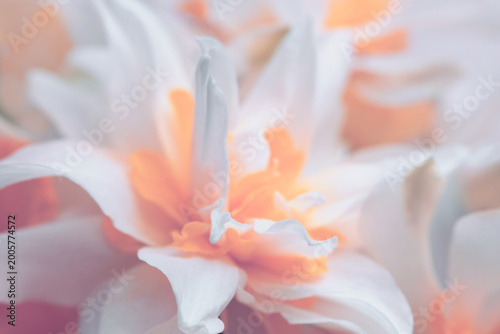 Smoke Close-up selective soft focus cream beige white, yellow Narcissus Flower bud, Petals. Natural art blur macro bbackground.