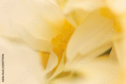 Obraz na plátne Smoke Close-up selective soft focus cream beige white, yellow Narcissus Flower bud, Petals