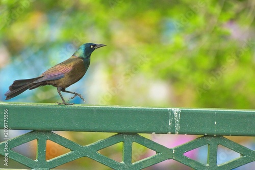 Common Crackle bird posing in various styles