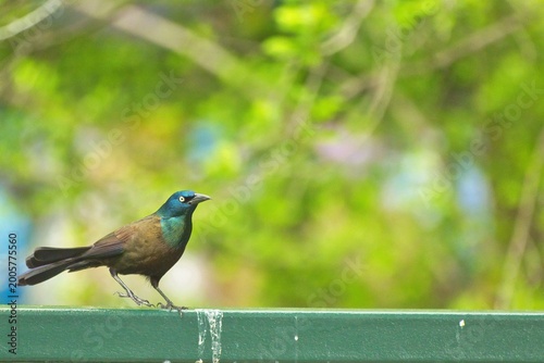 Common Crackle bird posing in various styles