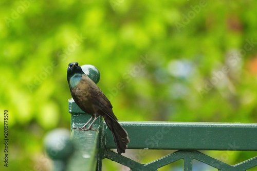 Common Crackle bird posing in various styles