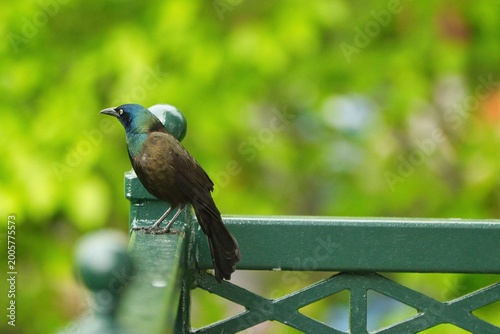 Common Crackle bird posing in various styles
