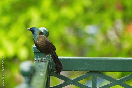 Common Crackle bird posing in various styles