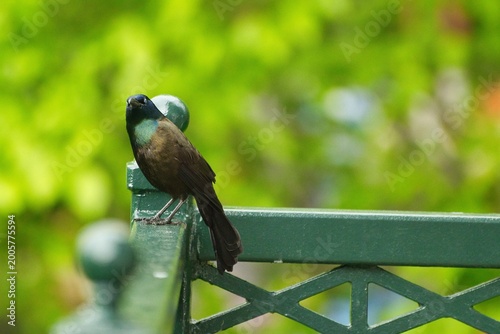Common Crackle bird posing in various styles