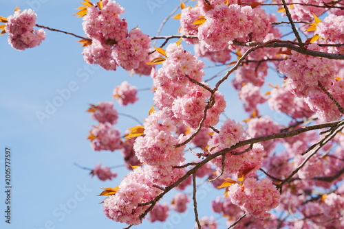 Cuadro en lienzo cherry tree blossom, pink