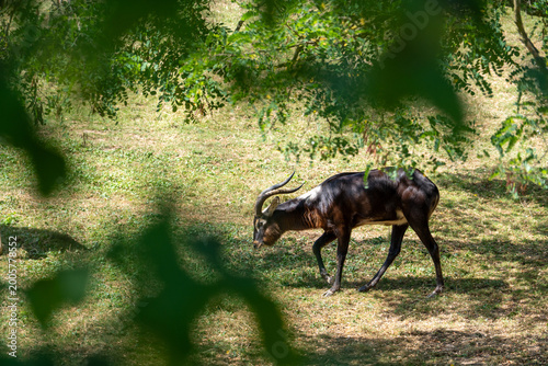 Foto Male sitatunga antelope walking through forest clearing, dark african swamp deer