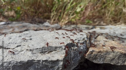 a lot of stormy ants running on the stony surface. Ants running on the stone in the forest. Wild nature. Useful insects