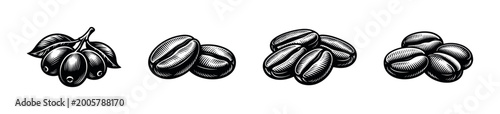 Fotografie Black and white vintage coffee bean and berry illustrations botanical elements