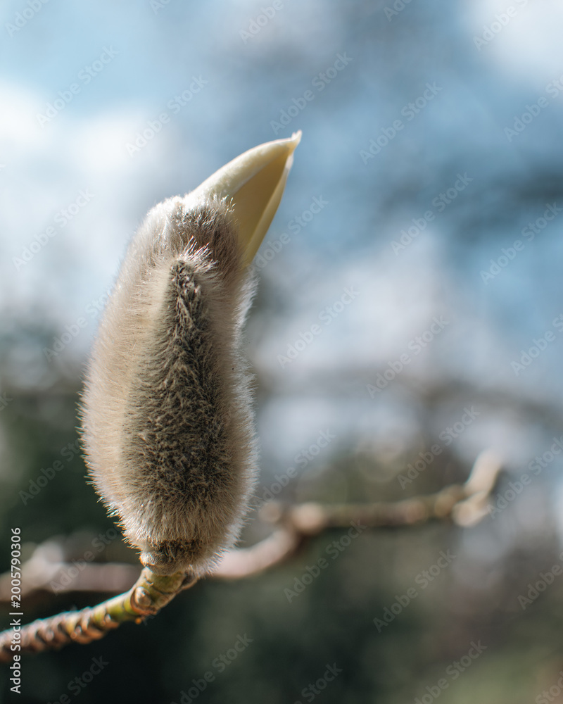 Fototapeta premium Fuzzy magnolia bud revealing gentle white and pink tones