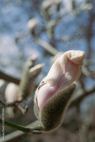 Canvas Print Close view of magnolia blossom emerging from silky furry sepal