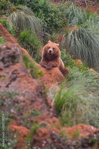 Foto A brown bear, lying on reddish rocks and looking at the camera, in Cabárceno, Ca