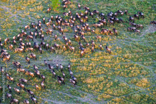 Photos Aerial view of herd of migrating wildebeest of Connochaetes taurinus with sun hi