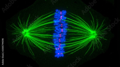 Mitotic Spindle Chromosome Alignment Metaphase Confocal
