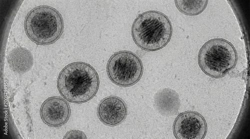 Lipid Nanoparticle mRNA Encapsulation Cryo-TEM
