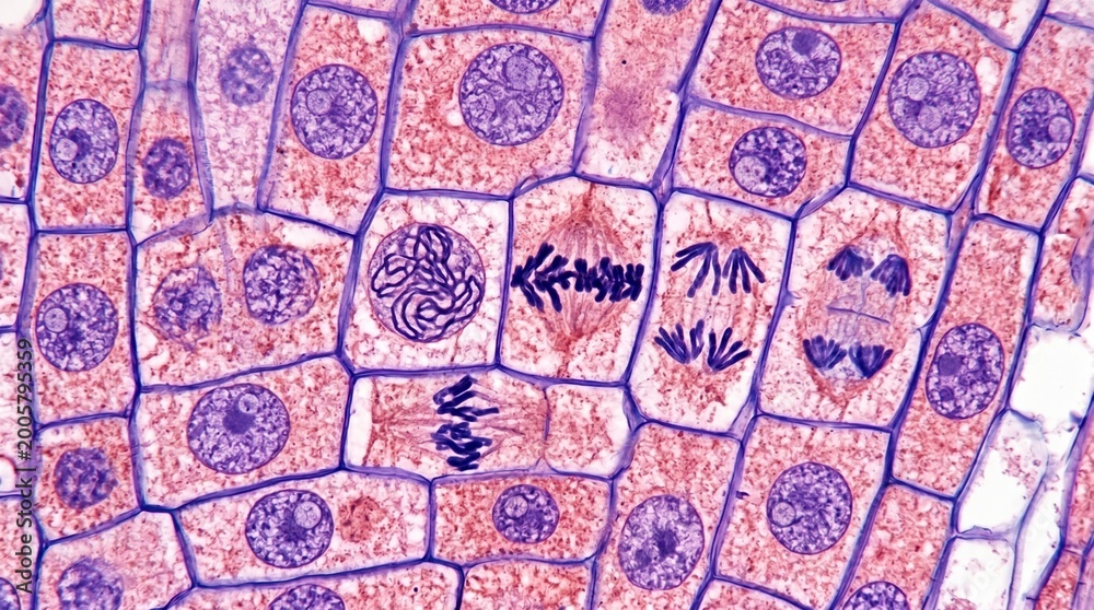 Obraz premium Plant Root Tip Meristem Cell Division Light Microscopy