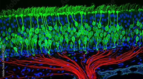 Nasal Olfactory Epithelium Olfactory Receptor Neurons