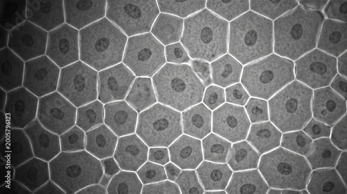 Corneal Endothelium Mosaic Hexagonal Cell Pattern