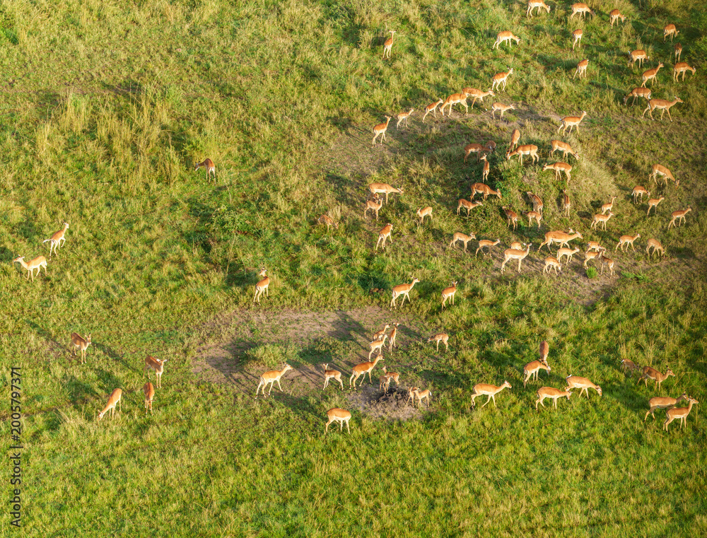 Fototapeta premium Herd of impala directly below crossing green and golden plains of Serengeti National Park