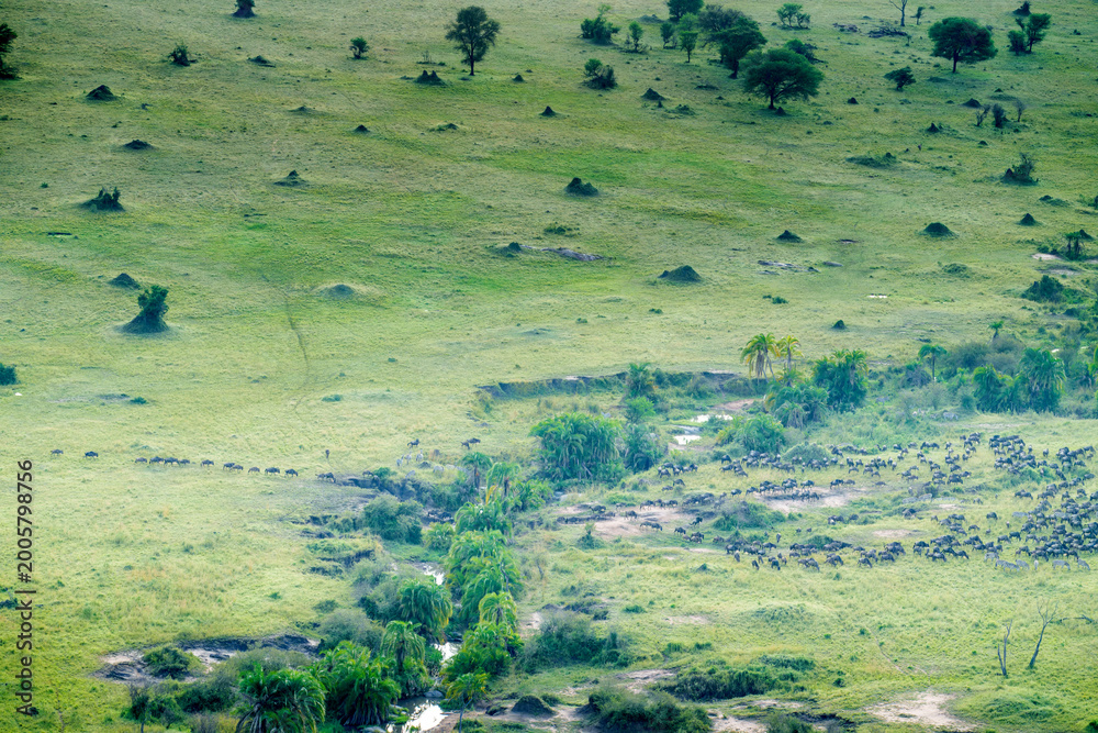 Fototapeta premium Herd of zebra and wildebeest on annual migration in Serengeti
