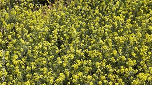 Survol d'un champ de colza en fleurs. Traveling vers l'avant.