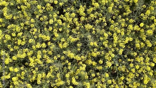 Survol d'un champ de colza en fleurs. Traveling ascendant.