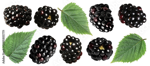 Bild auf Leinwand Fresh ripe blackberries and green leaves isolated on white, collage