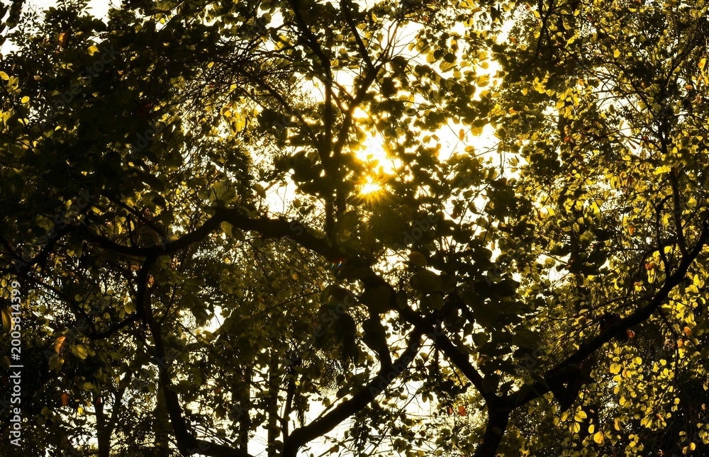 Fototapeta premium A beautiful forest scene illuminated by warm sunlight filtering through vibrant autumn foliage.