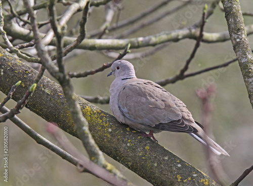 Cuadro en lienzo tortora dal collare (Streptopelia decaocto)