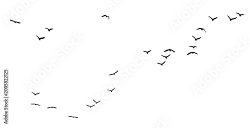 Foto flock seagull birds flying isolated on clear background