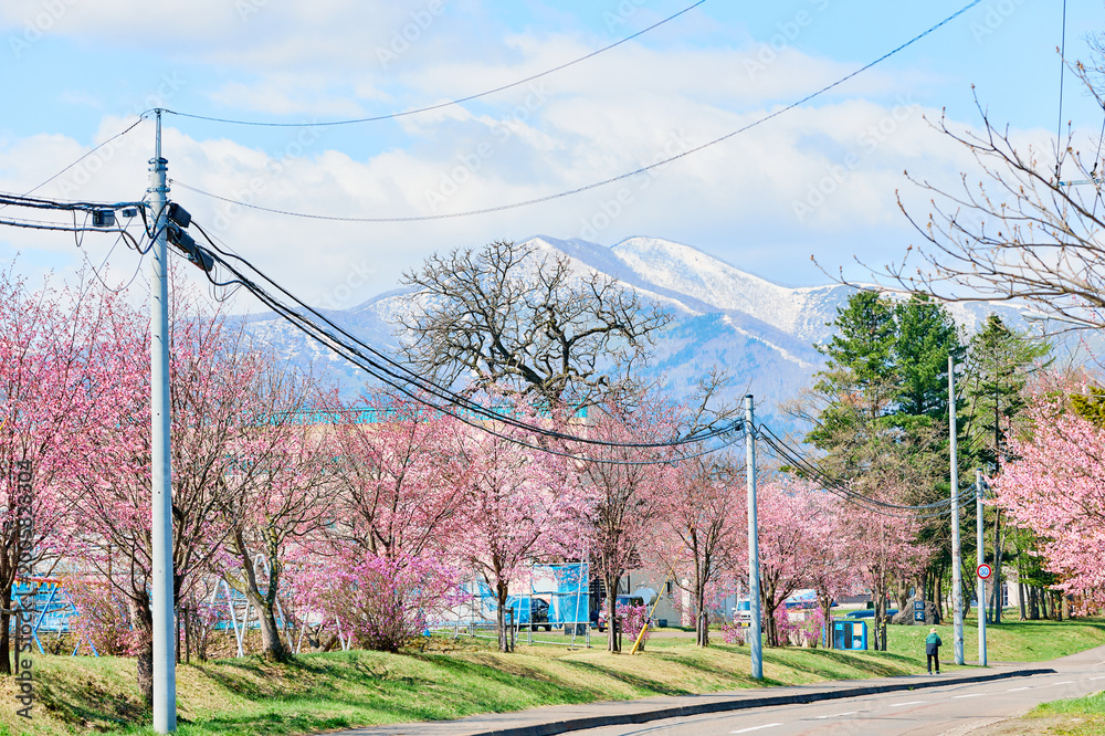 Obraz premium 新得町の桜