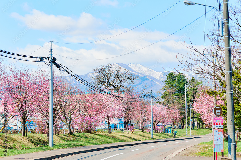 Obraz premium 新得町の桜
