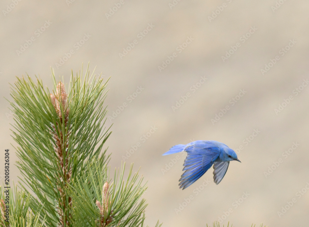 Fototapeta premium Mountain Bluebird in Flight