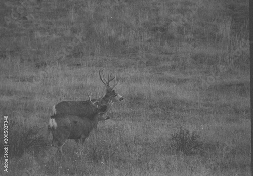 Photography Mule Deer Herd