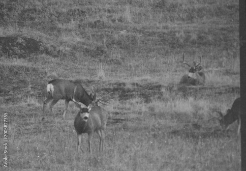 Bild auf Leinwand Mule Deer Herd