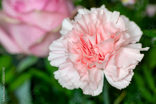 Close up of a pink carnation (dianthus caryophyllus) flower in bloom