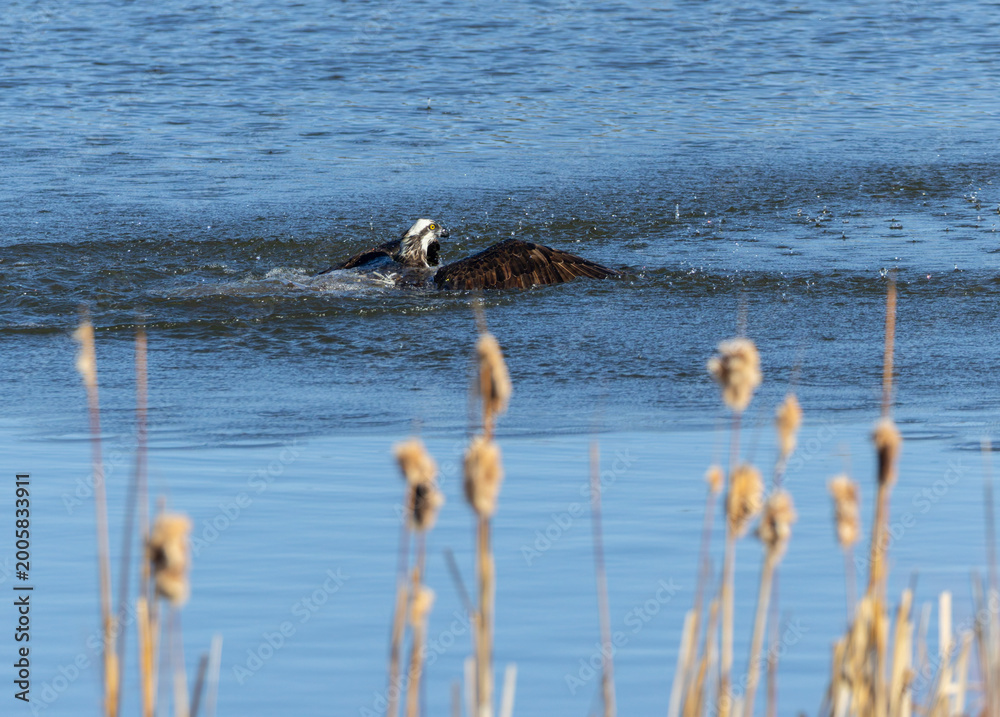 Fototapeta premium Osprey in the Rocky Mountains