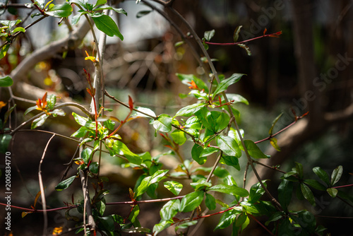 Major Wheeler Lonicera sempervirens .Sunlit green plant branches with fresh young leaves and red stems in natural garden  flower exhibition Flora Olomouc, Czech Republic – April 25, 2026