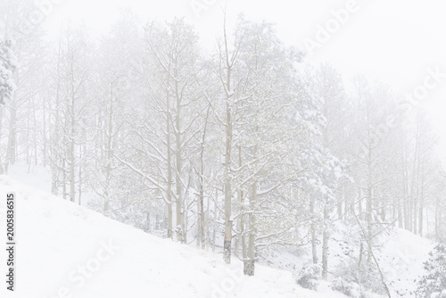 Bild auf Leinwand Winter Storm in the District