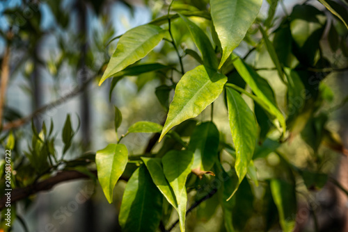 Εκτύπωση καμβά Citrus plant chlorosis leaves Yellowing citrus leaves with signs of nutrient deficiency in greenhouse