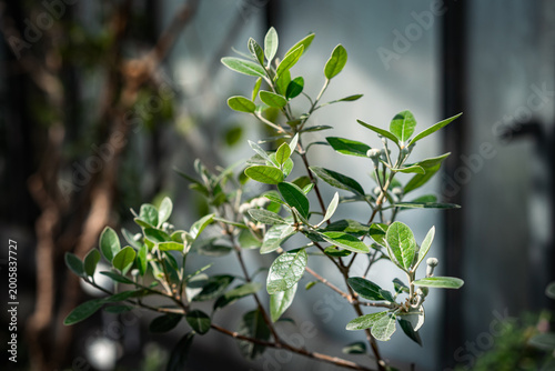 Acca sellowiana (Feijoa, Pineapple guava) Green feijoa branches with young leaves and buds in soft natural greenhouse light. flower exhibition Flora Olomouc, Czech Republic – April 25, 2026