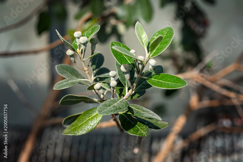 Acca sellowiana (Feijoa, Pineapple guava) Close up of feijoa buds and green leaves in sunlight with soft blurred background. flower exhibition Flora Olomouc, Czech Republic – April 25, 2026