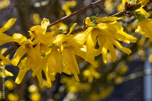 Photos Yellow flowers of Forsythia plant genus of flowering plants in olive family Olea