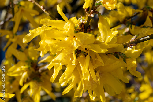 Tableau sur toile Yellow flowers of Forsythia plant genus of flowering plants in olive family Olea