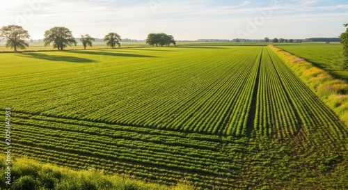 a large green field with rows of crops and trees in the distance under a blue sky with white clouds