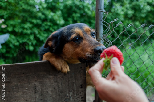 A curious dog in Estonia leans over a wooden fence to sniff a fresh strawberry offered by a human hand. The background has a metal wired fence & trees