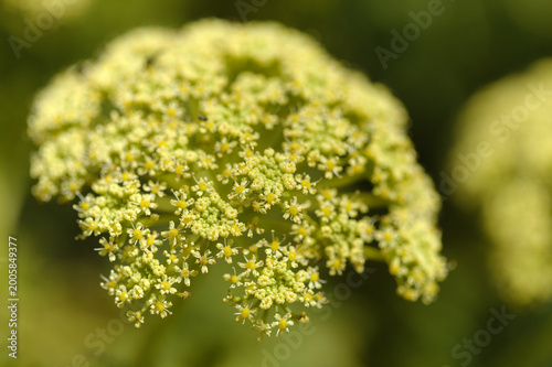 Photography Flora of Gran Canaria - Todaroa montana, plant endemic to the Canary Islands, na