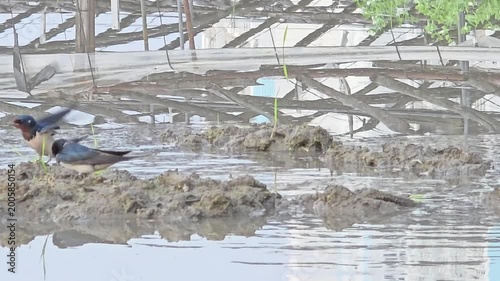 

A Swallow Couple Collaboratively Gathering Mud and Nesting Materials in a Rice Paddy #008

